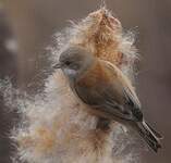 Rémiz penduline