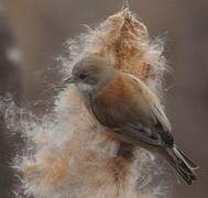 Eurasian Penduline Tit