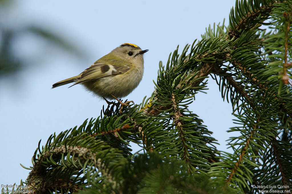 Goldcrest