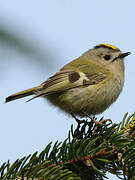 Goldcrest