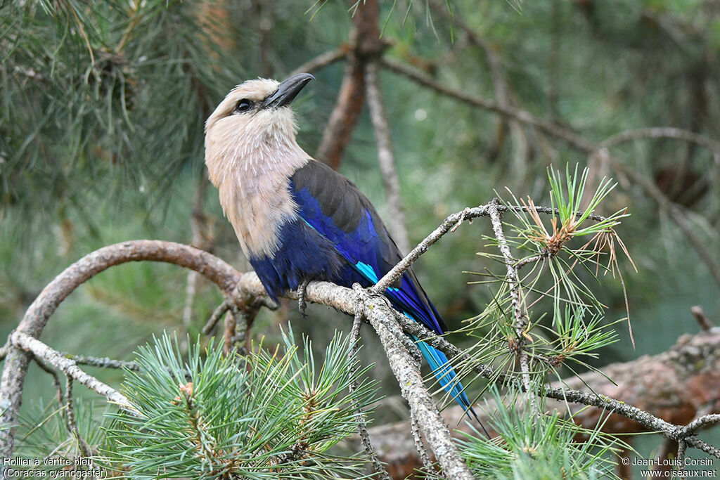 Blue-bellied Rolleradult, identification