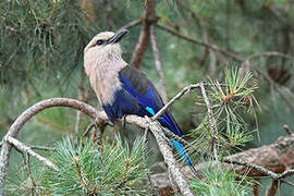 Blue-bellied Roller