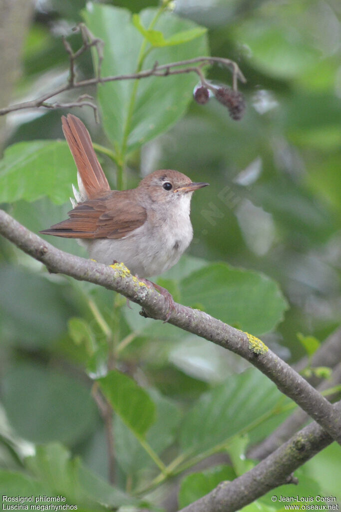 Common Nightingale