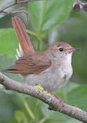 Common Nightingale