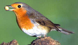 European Robin