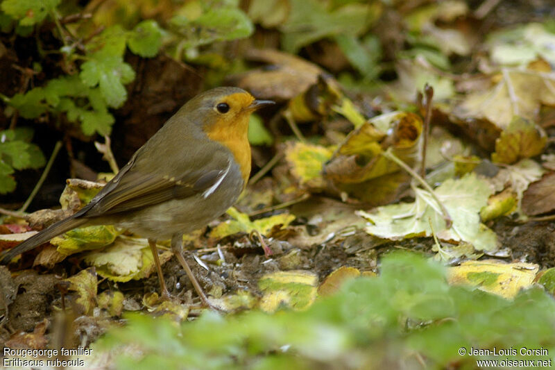 European Robin