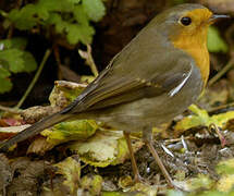 European Robin