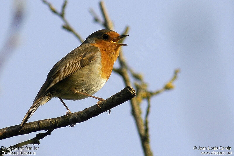 European Robin male adult