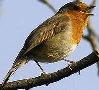 European Robin