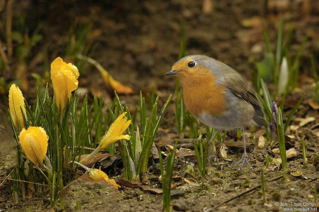 European Robin