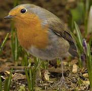 European Robin