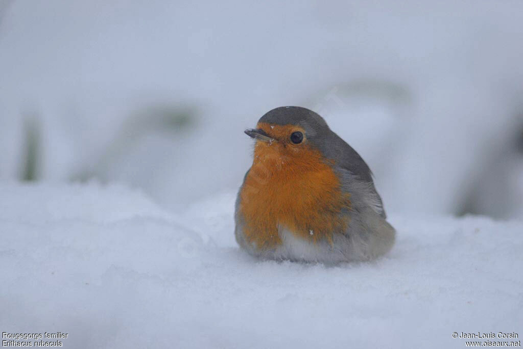 European Robin