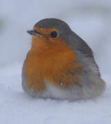 European Robin