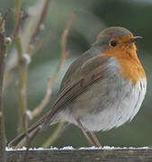 European Robin