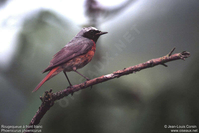 Common Redstart