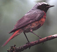 Common Redstart