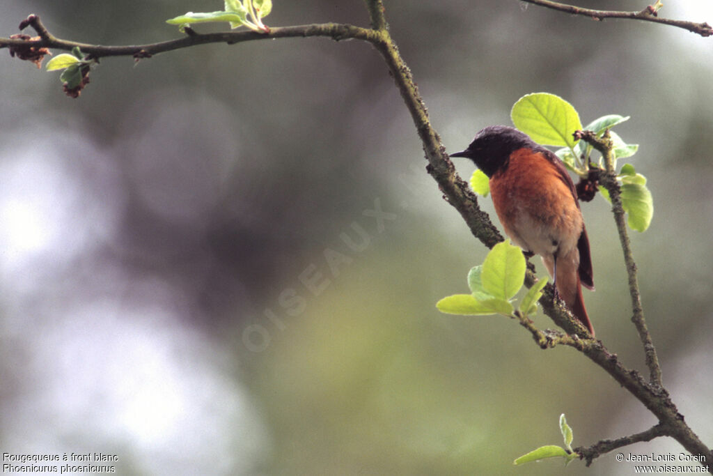 Common Redstart