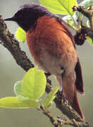 Common Redstart