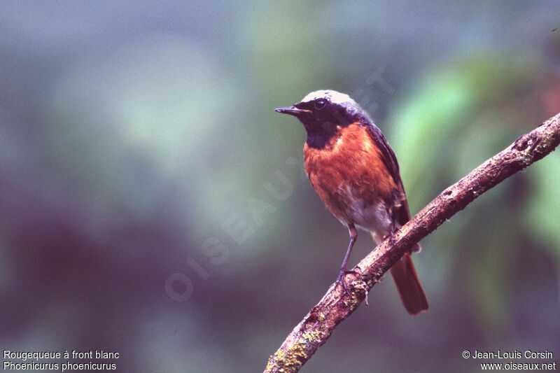 Common Redstart