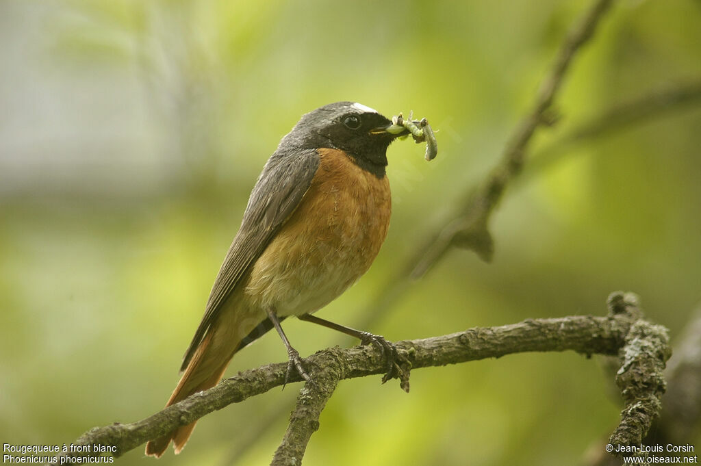 Common Redstart male