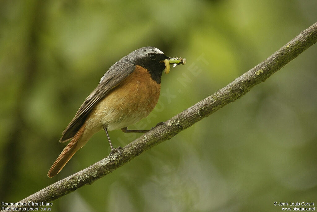 Common Redstart male