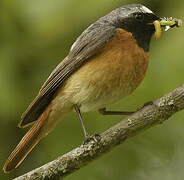 Common Redstart