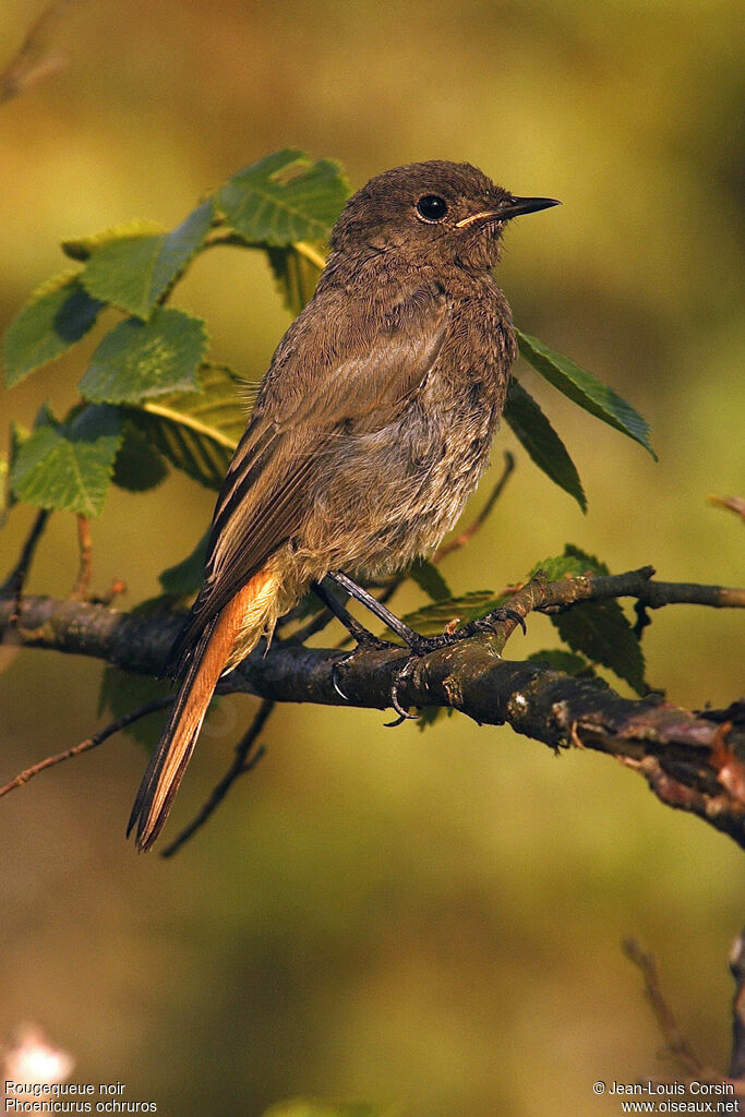 Rougequeue noir femelle adulte