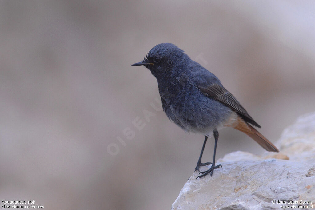 Black Redstart