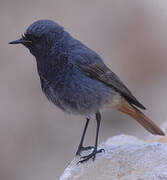 Black Redstart