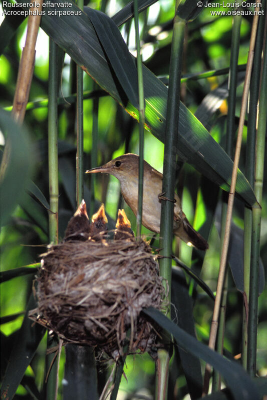 Common Reed Warbler