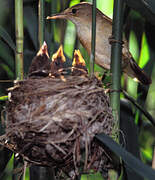 Eurasian Reed Warbler