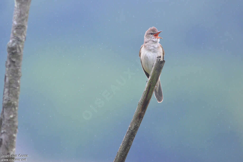 Great Reed Warbler male adult, song, Behaviour