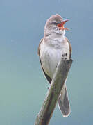 Great Reed Warbler