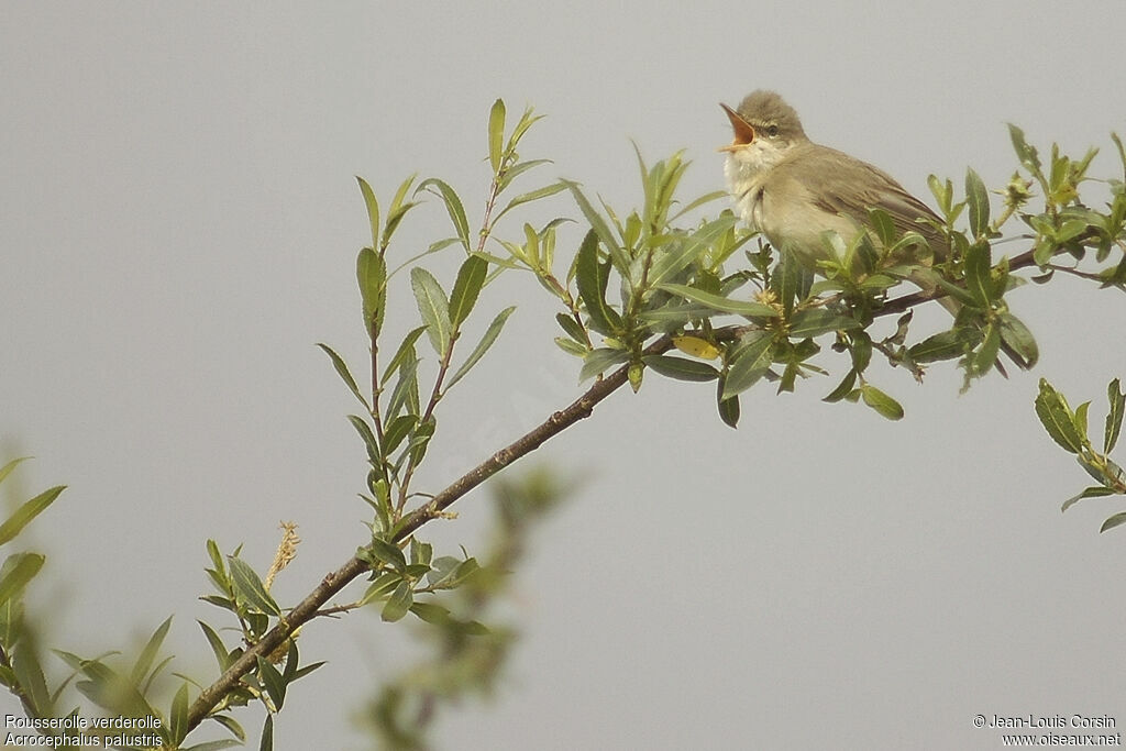 Marsh Warbler