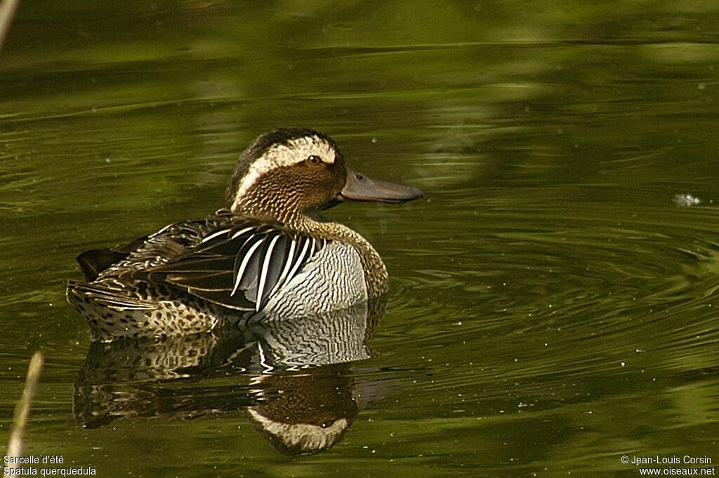 Garganey