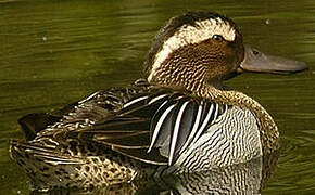 Garganey