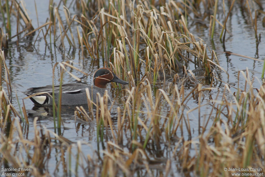 Eurasian Teal