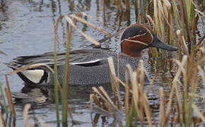 Eurasian Teal