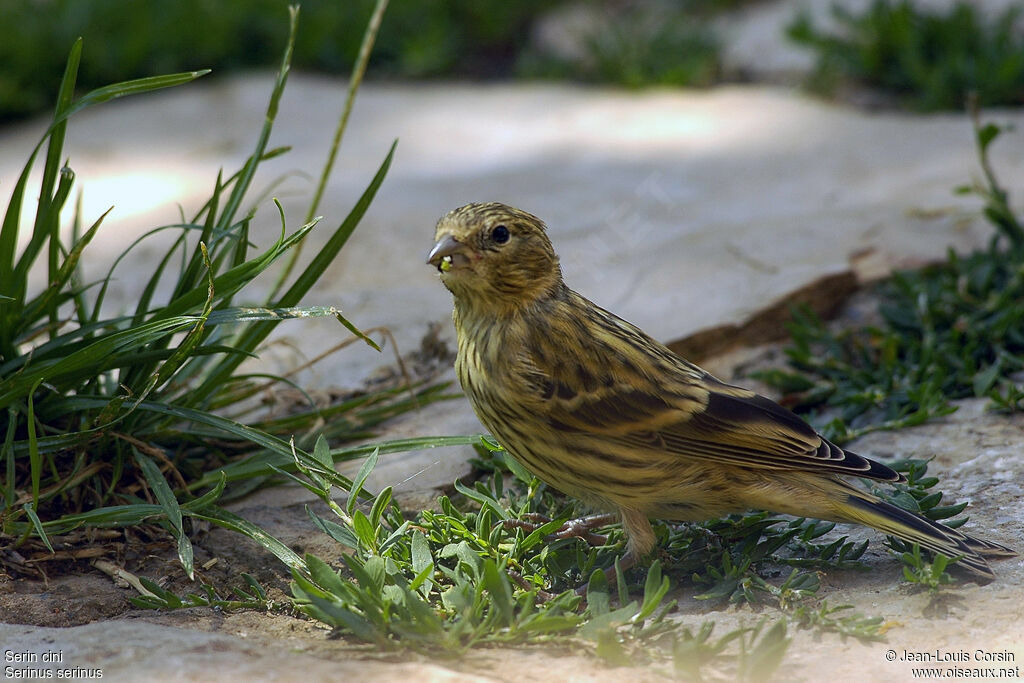 Serin cini femelle adulte