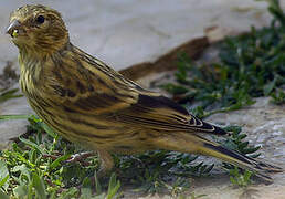 European Serin