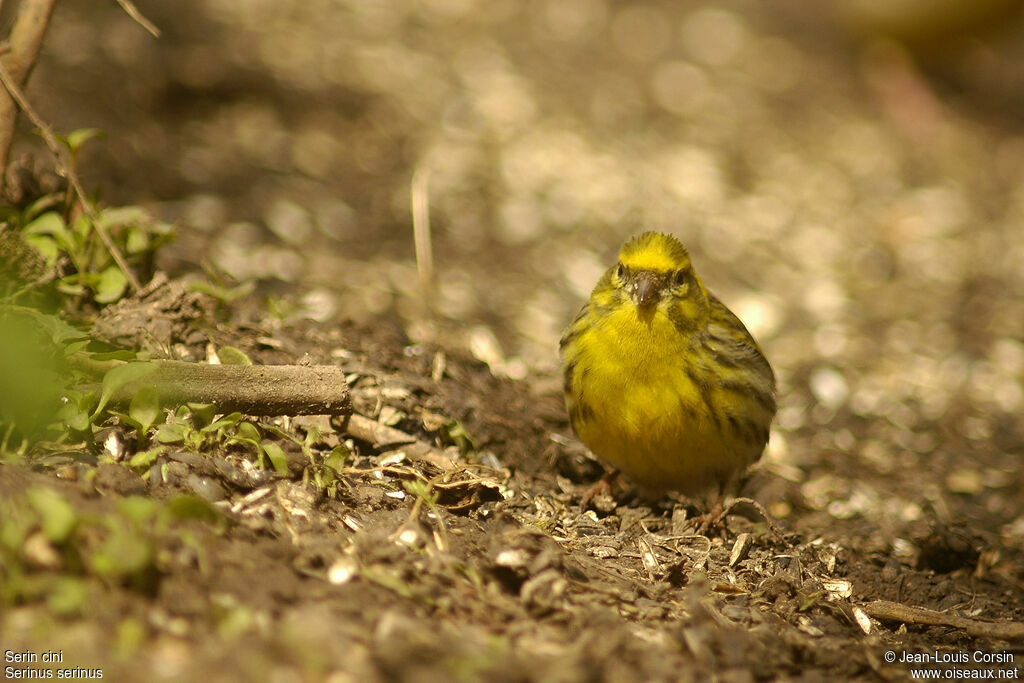 European Serin