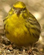 European Serin