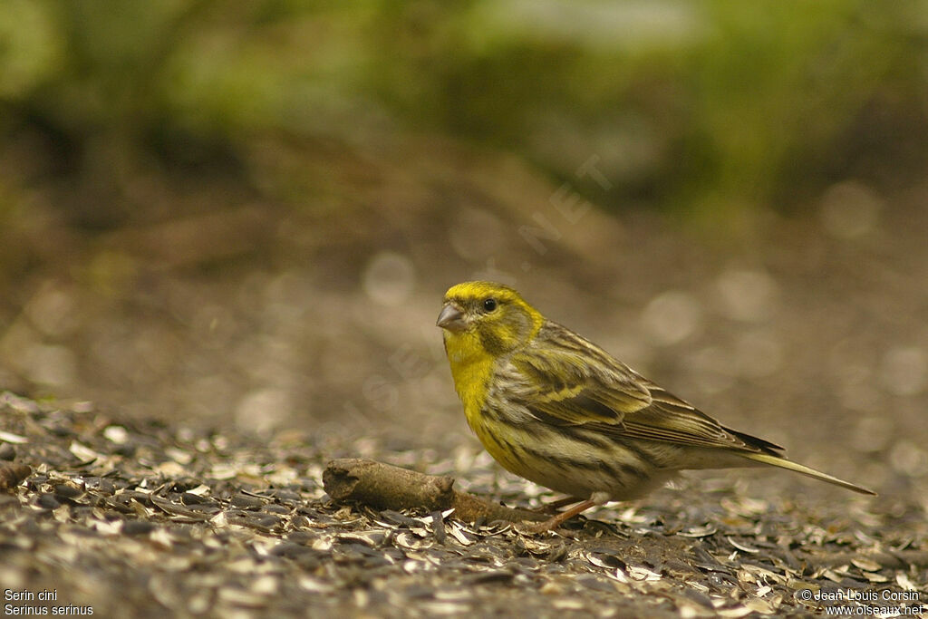 European Serin