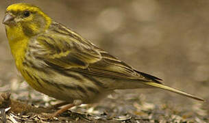 European Serin