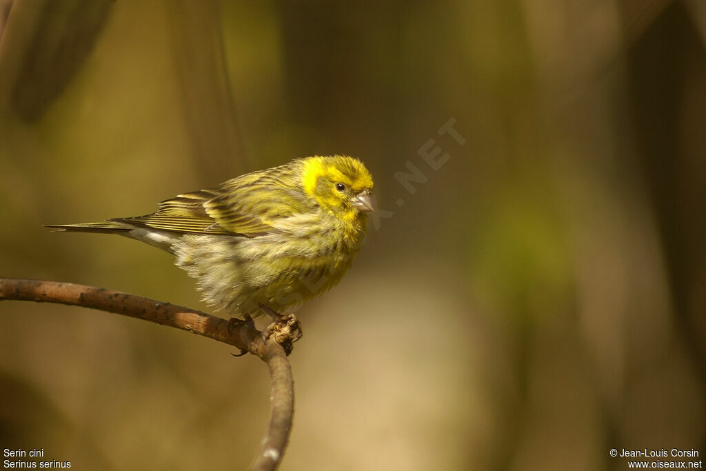 European Serin