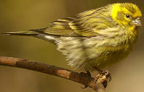 European Serin