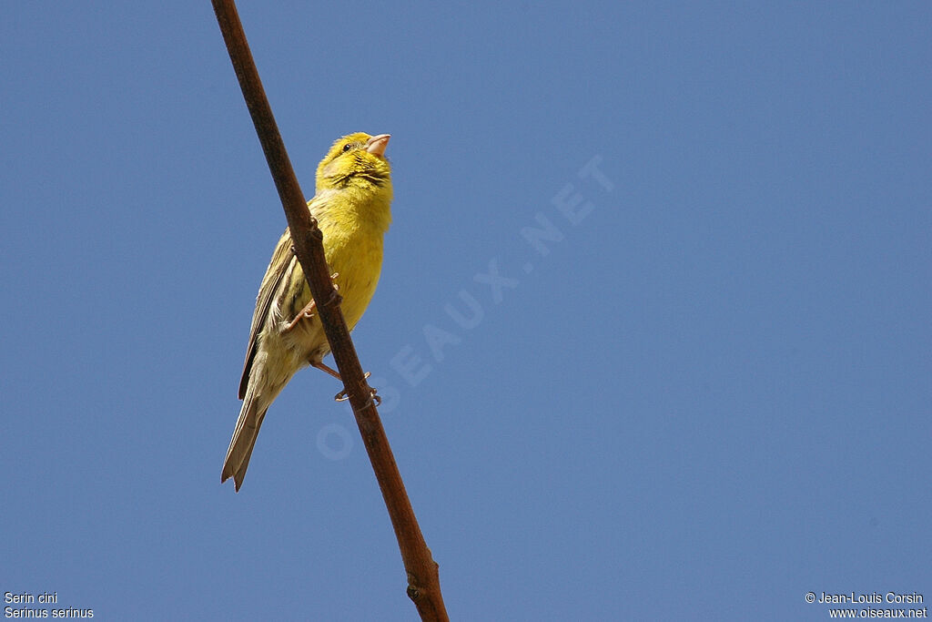 European Serin