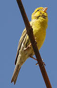 European Serin