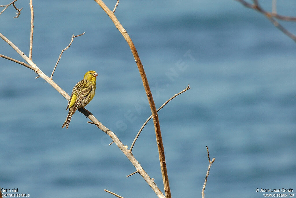 European Serin