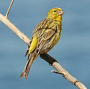 European Serin